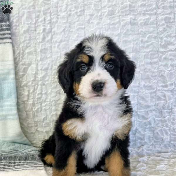 Parker, Bernedoodle Puppy