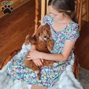Red F1B, Cavapoo Puppy