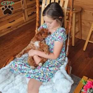 Red F1B, Cavapoo Puppy