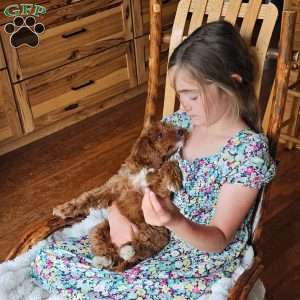 Red F1B, Cavapoo Puppy