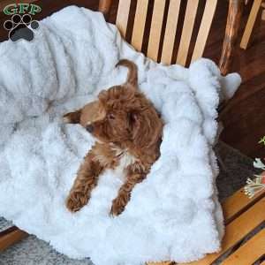 Red F1B, Cavapoo Puppy