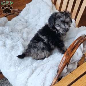 Slate F1B, Mini Aussiedoodle Puppy