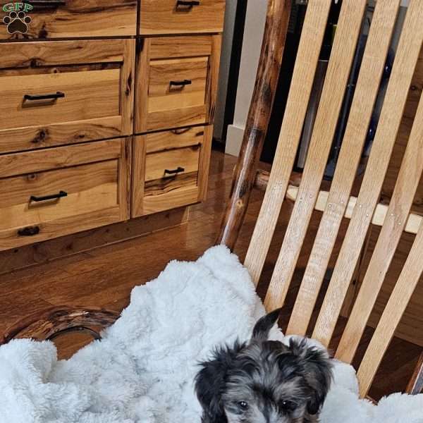 Slate F1B, Mini Aussiedoodle Puppy