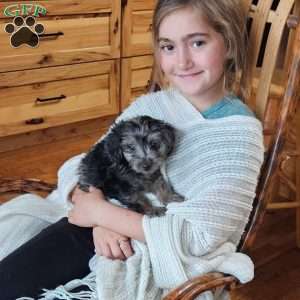Slate F1B, Mini Aussiedoodle Puppy