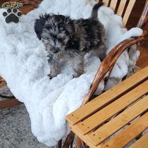 Slate F1B, Mini Aussiedoodle Puppy