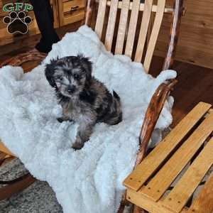 Slate F1B, Mini Aussiedoodle Puppy