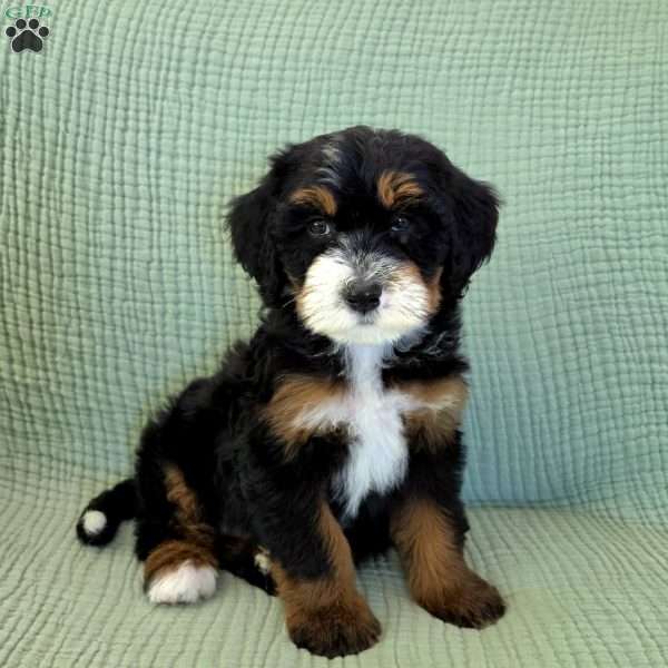 Alice, Bernedoodle Puppy