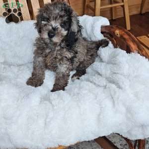 Sky F1B, Mini Aussiedoodle Puppy