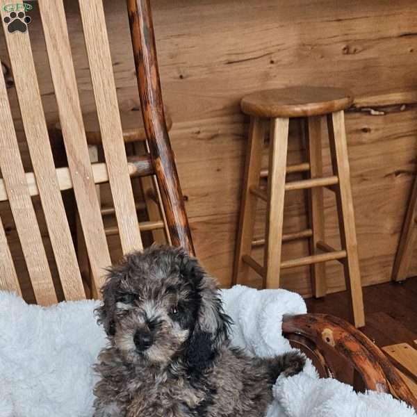Sky F1B, Mini Aussiedoodle Puppy