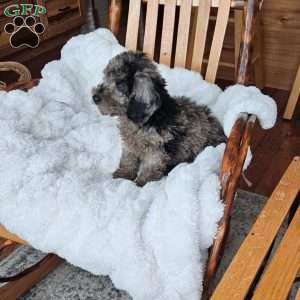 Sky F1B, Mini Aussiedoodle Puppy