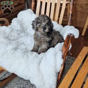 Sky F1B, Mini Aussiedoodle Puppy