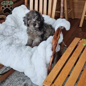 Sky F1B, Mini Aussiedoodle Puppy