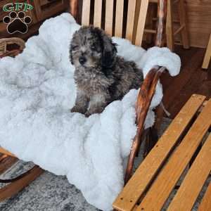 Sky F1B, Mini Aussiedoodle Puppy