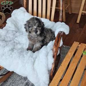 Sky F1B, Mini Aussiedoodle Puppy