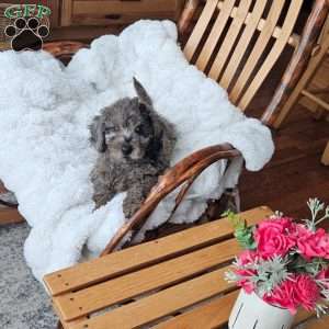 Sky F1B, Mini Aussiedoodle Puppy