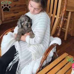 Sky F1B, Mini Aussiedoodle Puppy