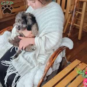 Sky F1B, Mini Aussiedoodle Puppy