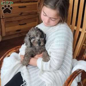 Sky F1B, Mini Aussiedoodle Puppy