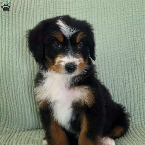 Austin, Bernedoodle Puppy