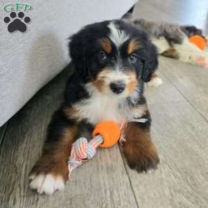Austin, Bernedoodle Puppy