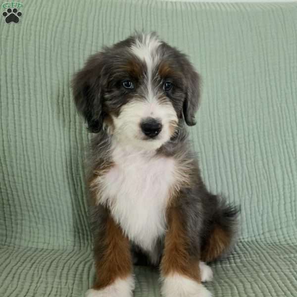 Axel, Bernedoodle Puppy