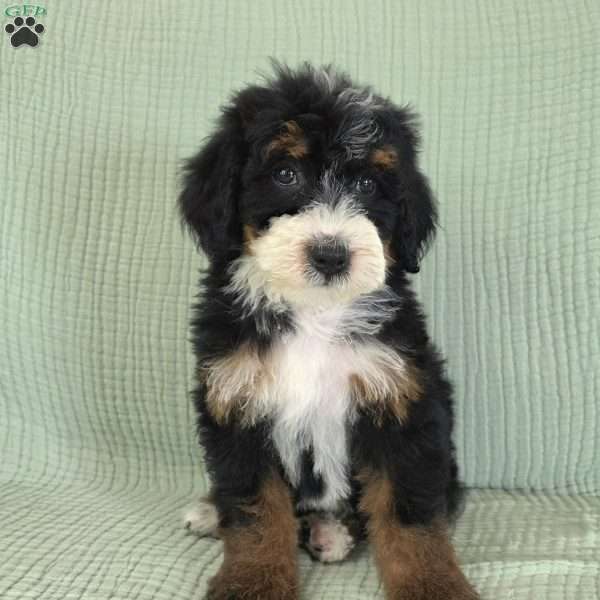 Avery, Bernedoodle Puppy