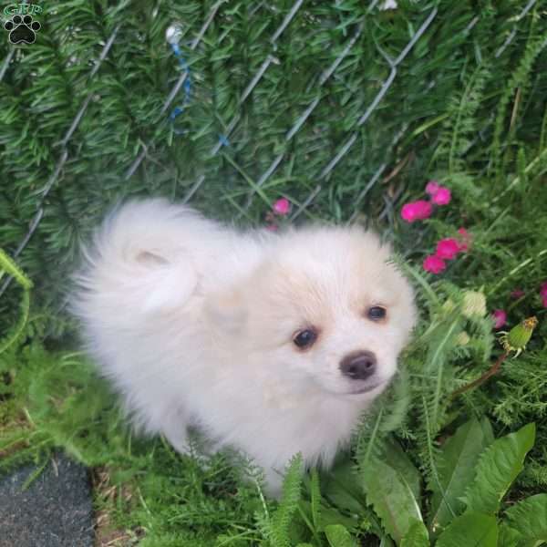 Arcanine, Pomeranian Puppy