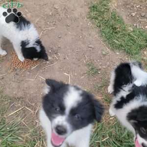 Oreo, Pomeranian Puppy