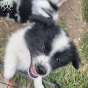 Oreo, Pomeranian Puppy