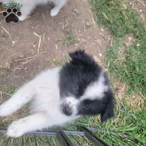Oreo, Pomeranian Puppy