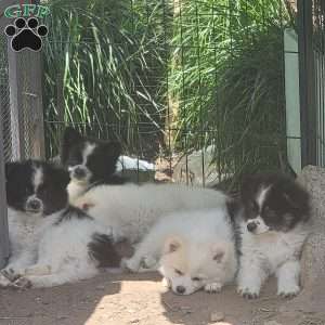 Oreo, Pomeranian Puppy