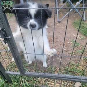 Oreo, Pomeranian Puppy