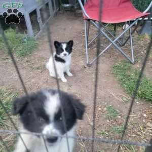 Oreo, Pomeranian Puppy