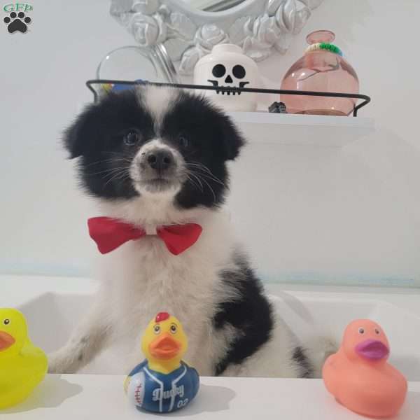 Oreo, Pomeranian Puppy