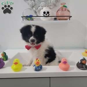 Oreo, Pomeranian Puppy