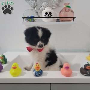 Oreo, Pomeranian Puppy