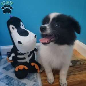 Oreo, Pomeranian Puppy