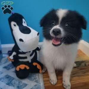 Oreo, Pomeranian Puppy