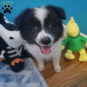 Oreo, Pomeranian Puppy