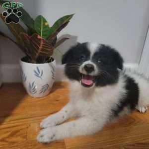 Oreo, Pomeranian Puppy