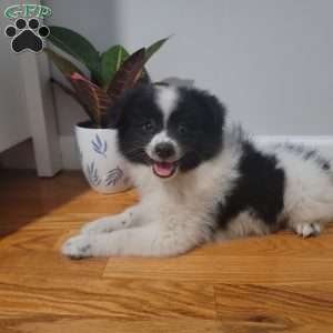 Oreo, Pomeranian Puppy