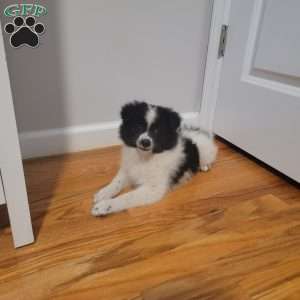 Oreo, Pomeranian Puppy