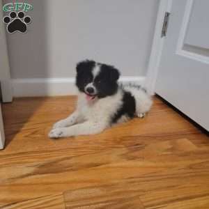 Oreo, Pomeranian Puppy