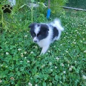 Oreo, Pomeranian Puppy