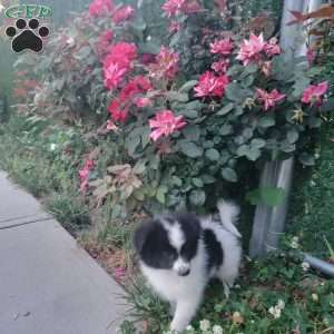 Oreo, Pomeranian Puppy