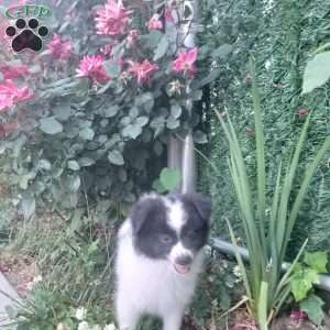 Oreo, Pomeranian Puppy