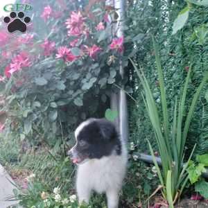 Oreo, Pomeranian Puppy