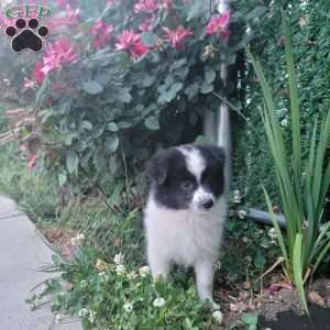 Oreo, Pomeranian Puppy