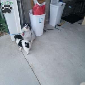 Oreo, Pomeranian Puppy