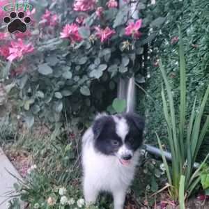 Oreo, Pomeranian Puppy